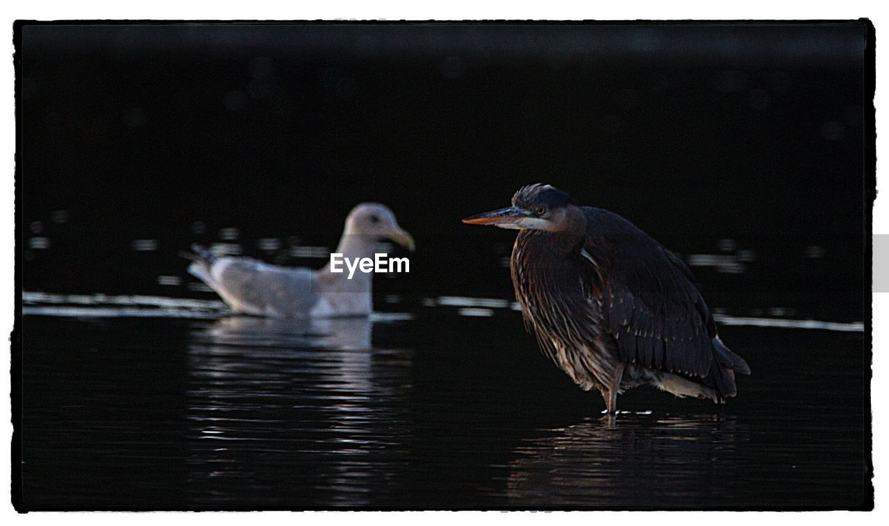 CLOSE-UP OF GRAY HERON ON LAKE