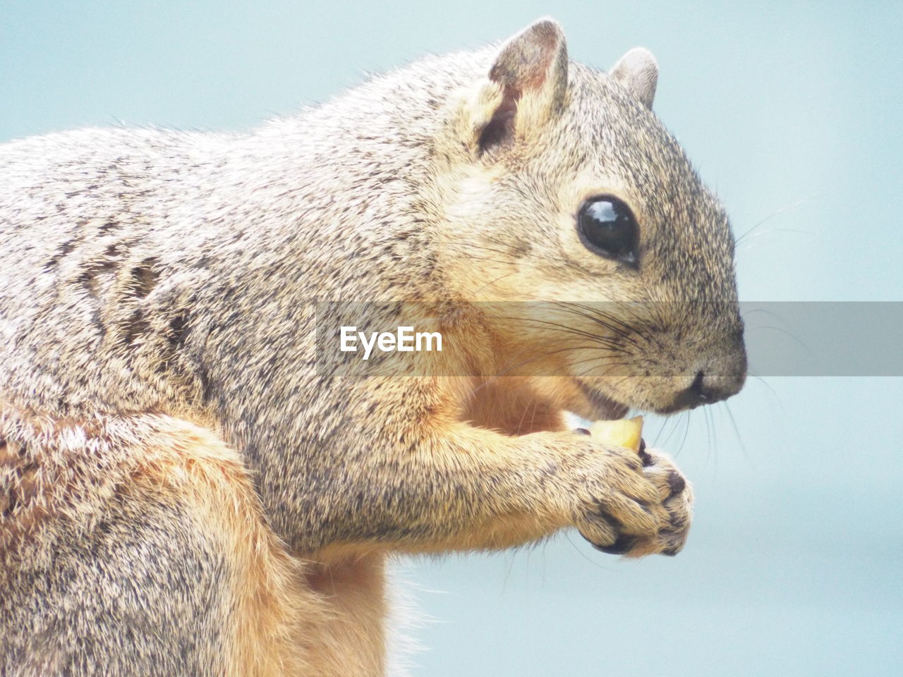 Close-up of squirrel