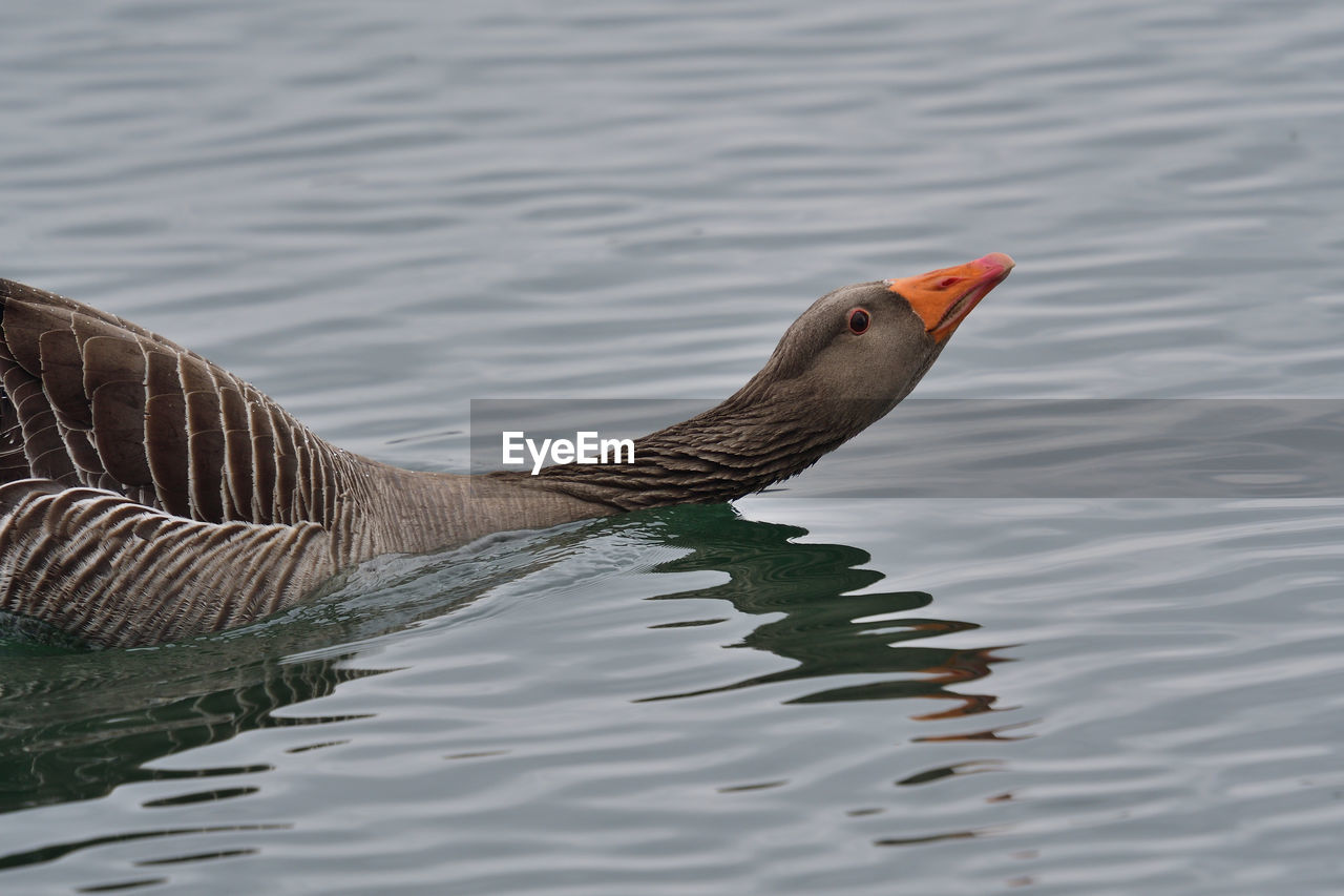 CLOSE-UP OF DUCK IN LAKE