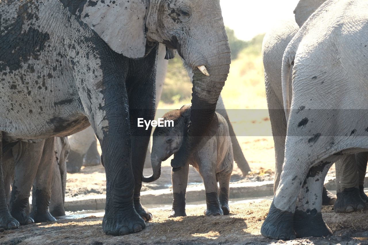 Mother elephant comforting baby elephant