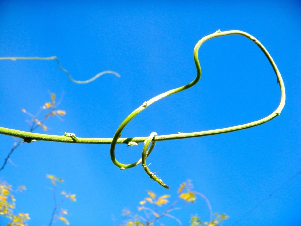 Bent green plant against sky