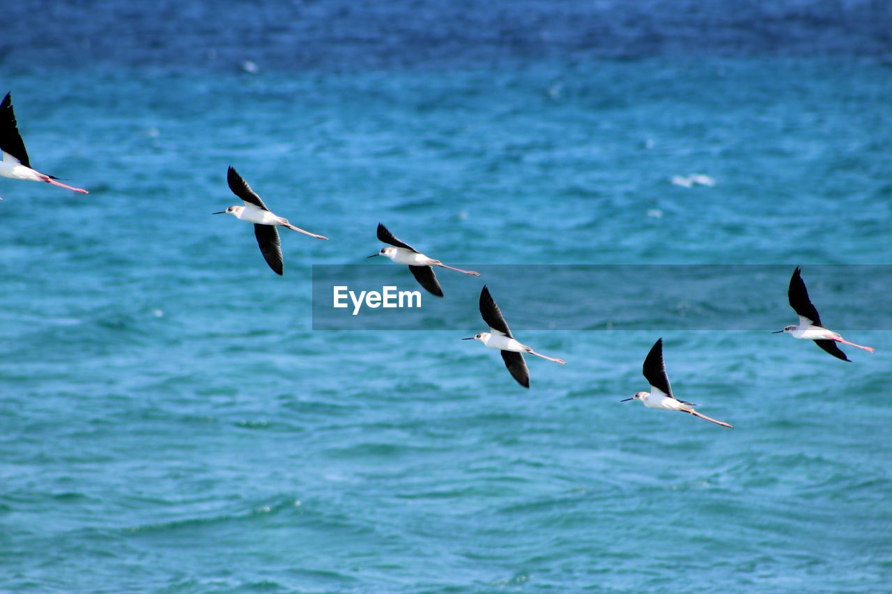 SEAGULLS IN SEA