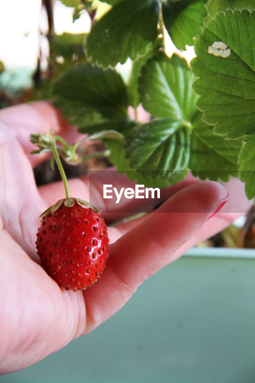 CROPPED IMAGE OF WOMAN HOLDING STRAWBERRY