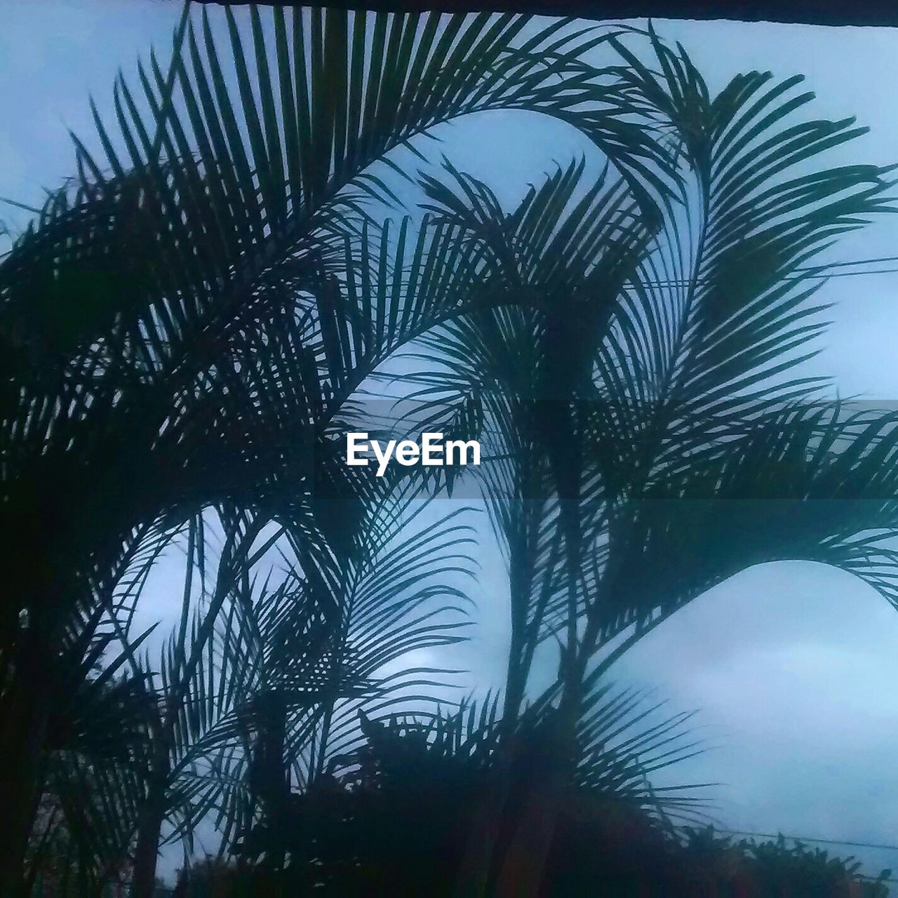 PALM TREES AGAINST SKY