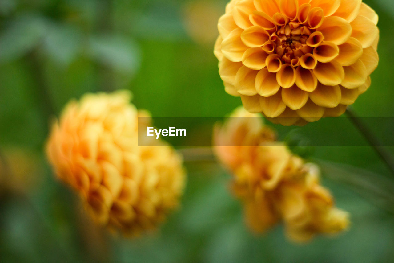 Close-up of yellow flower