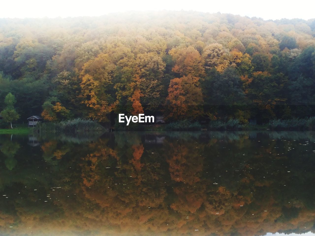 TREES BY LAKE IN FOREST