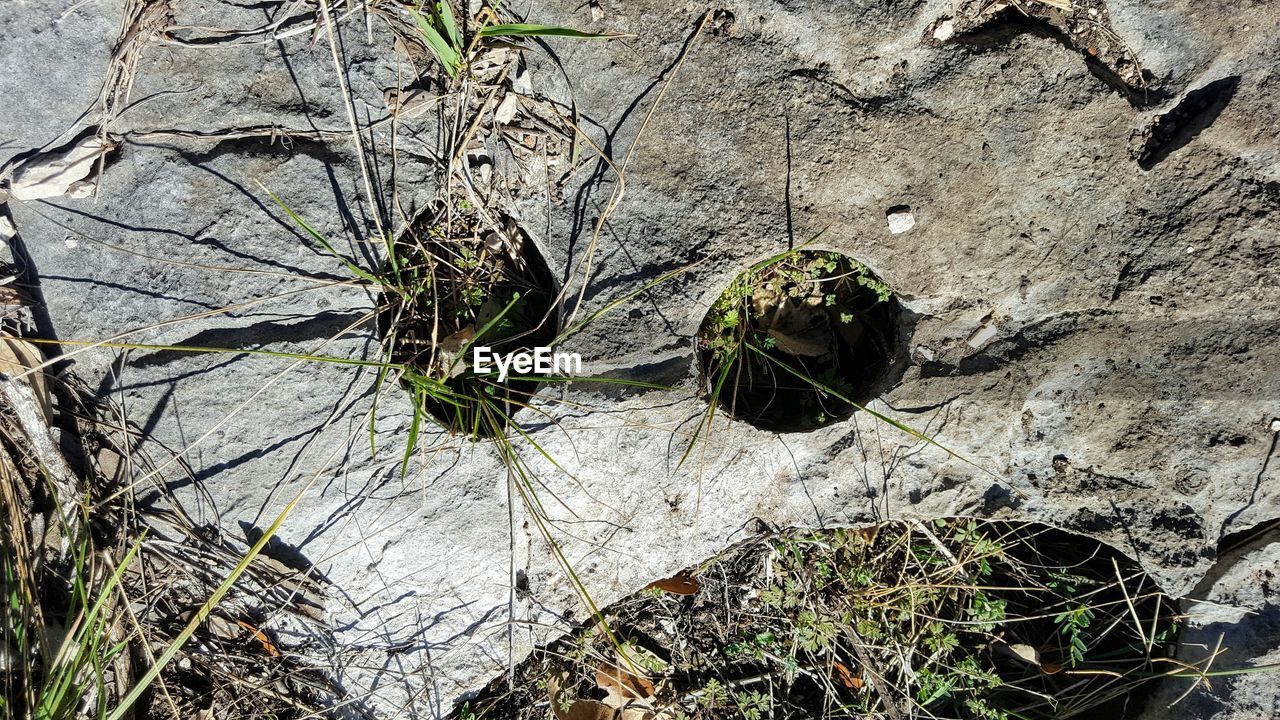 HIGH ANGLE VIEW OF PLANTS GROWING OUTDOORS