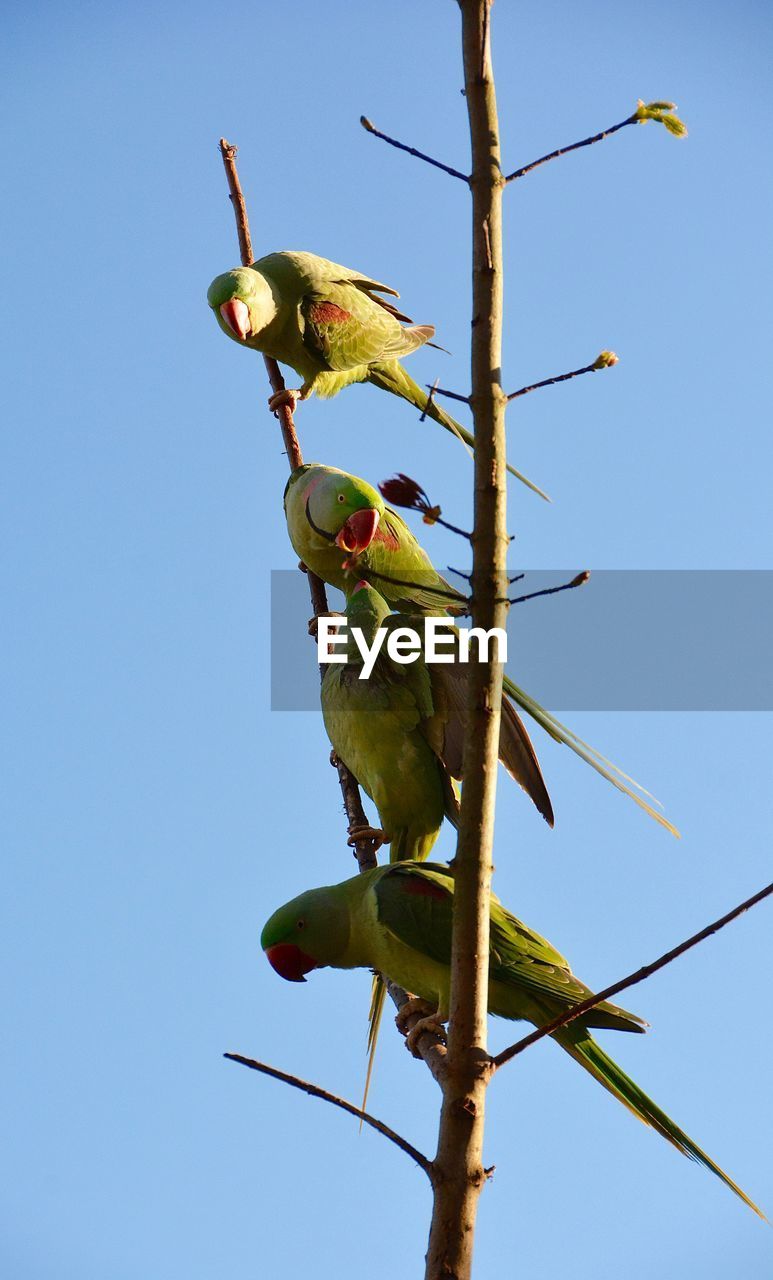 LOW ANGLE VIEW OF BIRDS PERCHING ON TREE