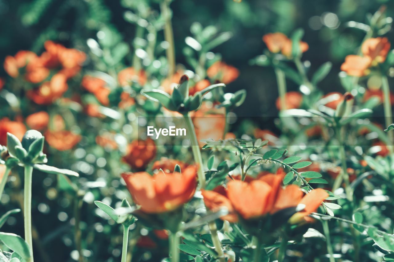 Close-up of orange flowering plant