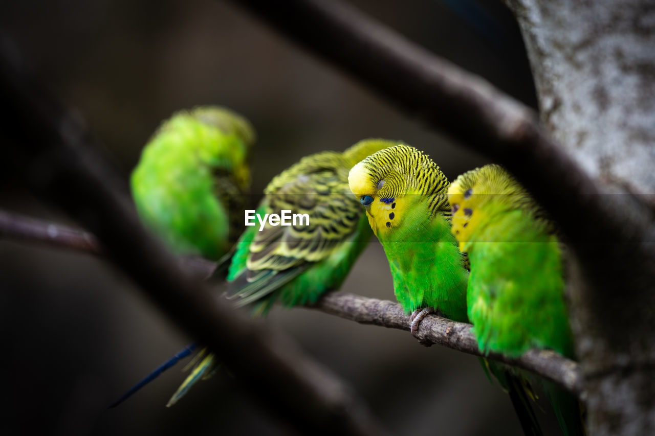 CLOSE-UP OF BIRD PERCHING ON BRANCH