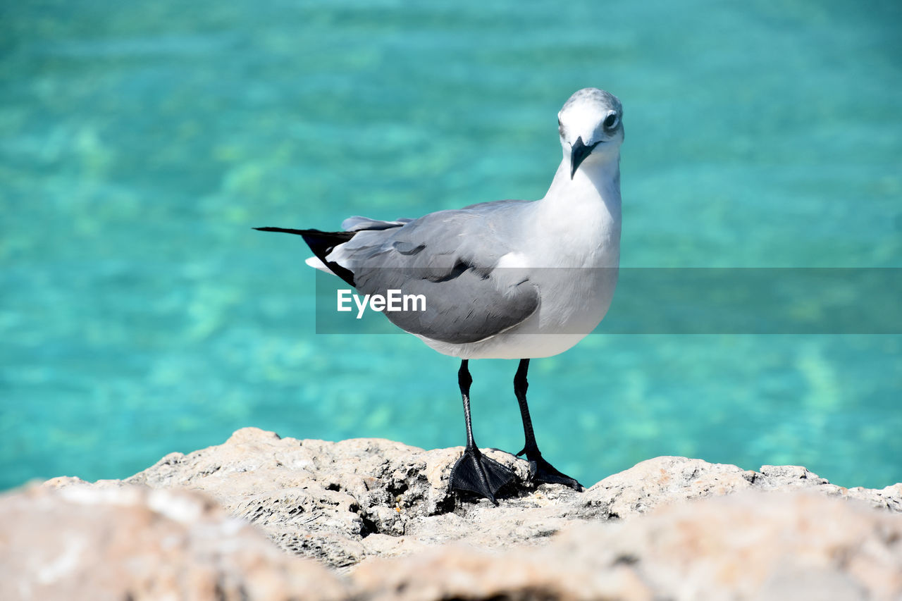 Fantastic laughing gull standing on a rock by the ocean waters.