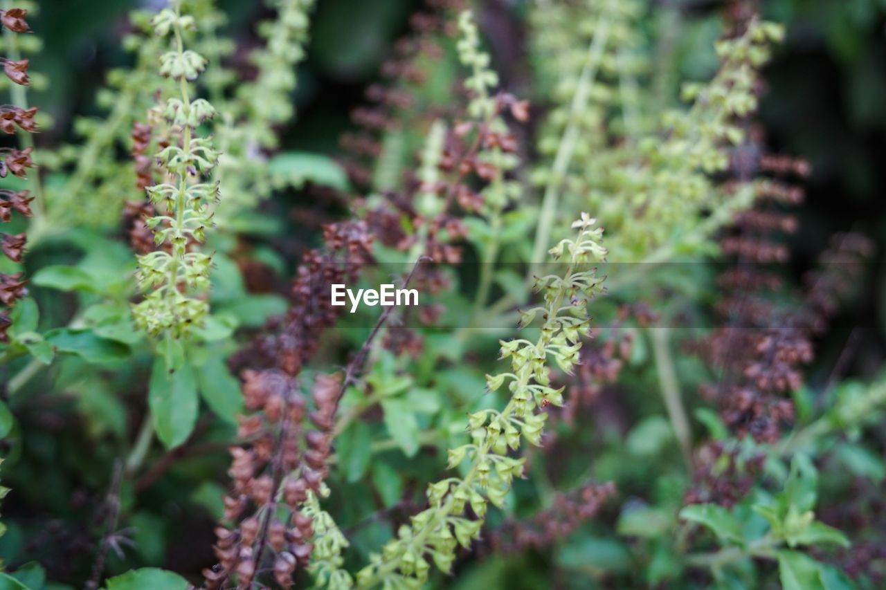 Close-up of flowering plants on field