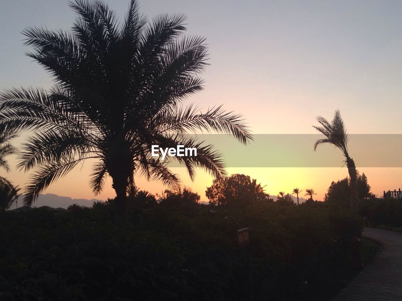 Low angle view of silhouette trees against sky during sunset