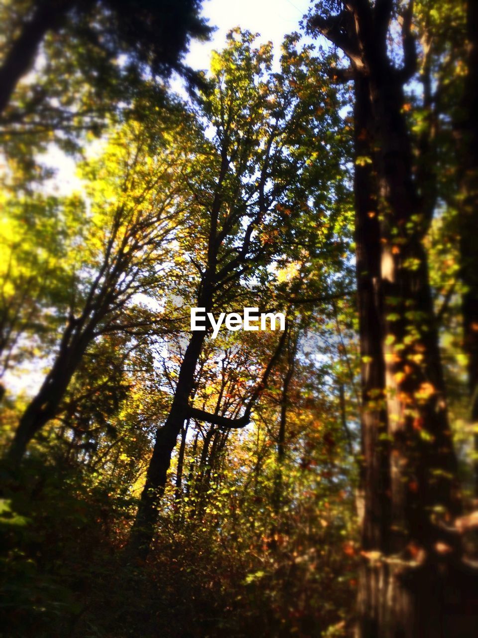 Low angle view of trees against sky at forest