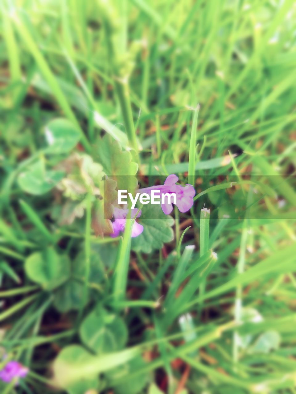CLOSE-UP OF PURPLE FLOWERS BLOOMING ON FIELD