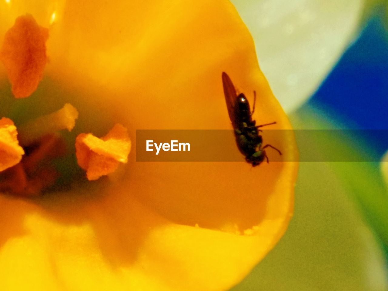 CLOSE-UP OF HONEY BEE POLLINATING ON YELLOW FLOWER