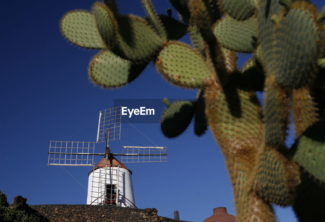 Close-up of cactuses against traditional windmill