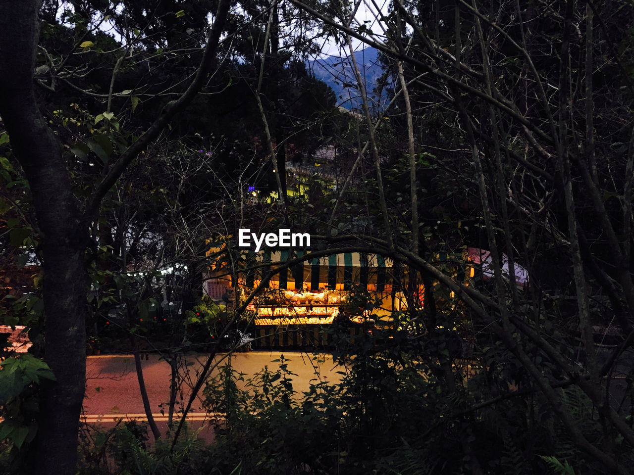 ARCH BRIDGE IN FOREST