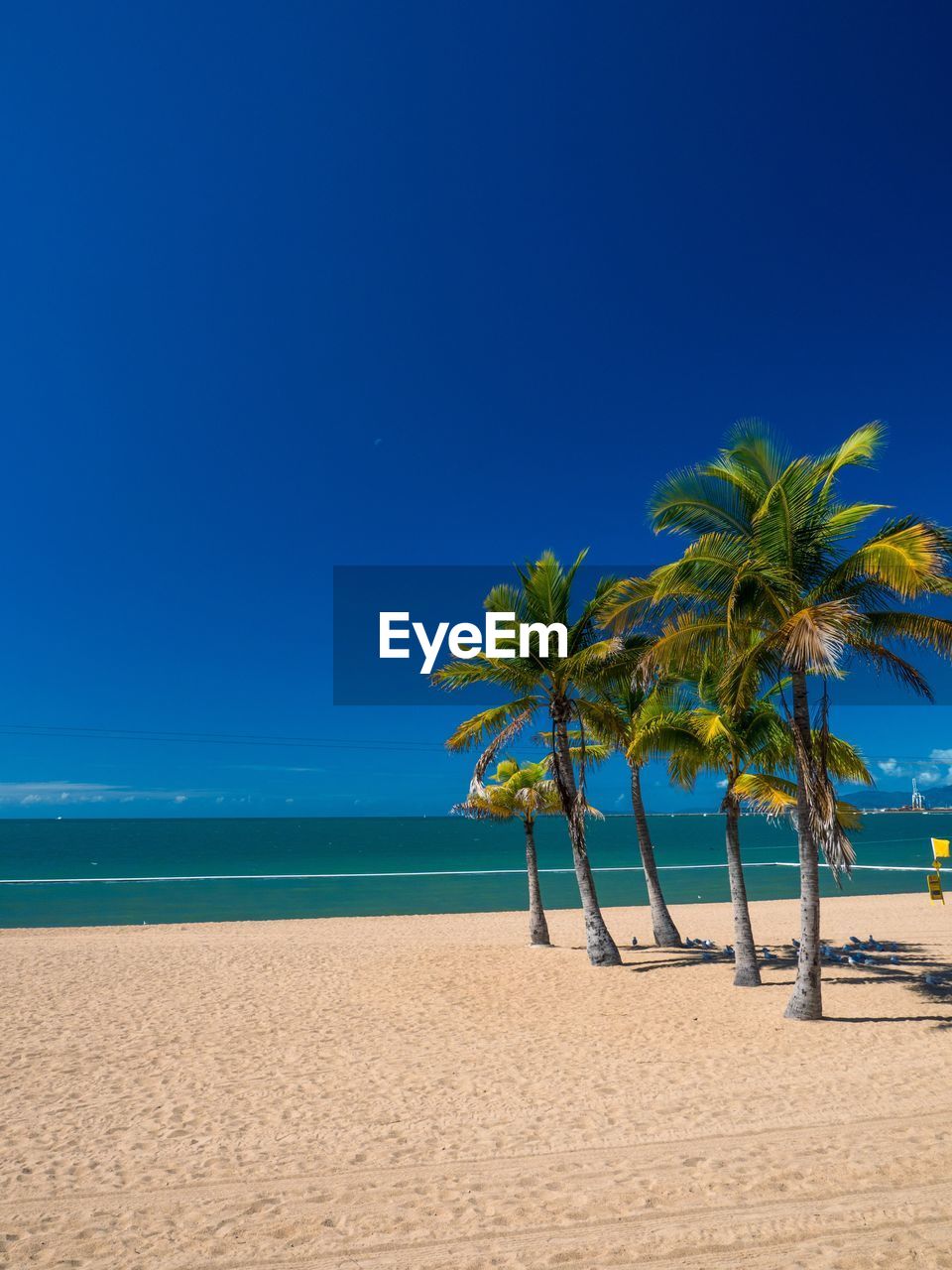 Palm trees on beach against clear blue sky