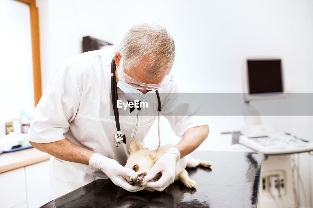 Senior vet examining dog in clinic