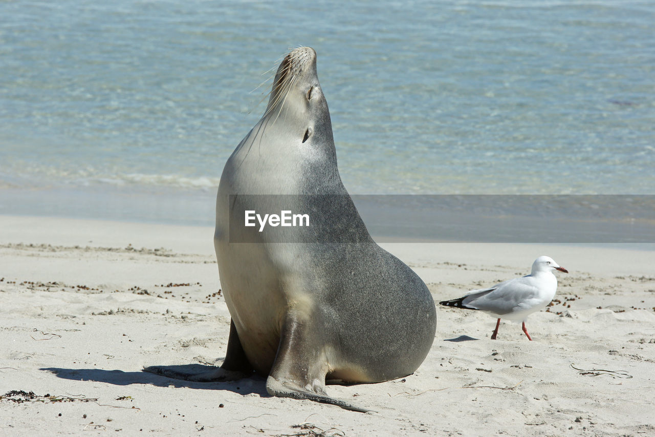 Seal bay, kangaroo island, australia