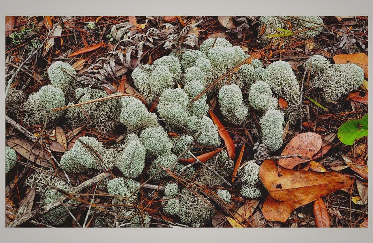 High angle view of moss on field