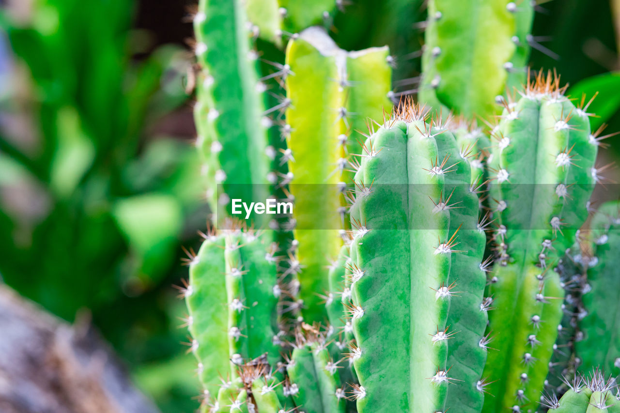 CLOSE-UP OF CACTUS PLANTS