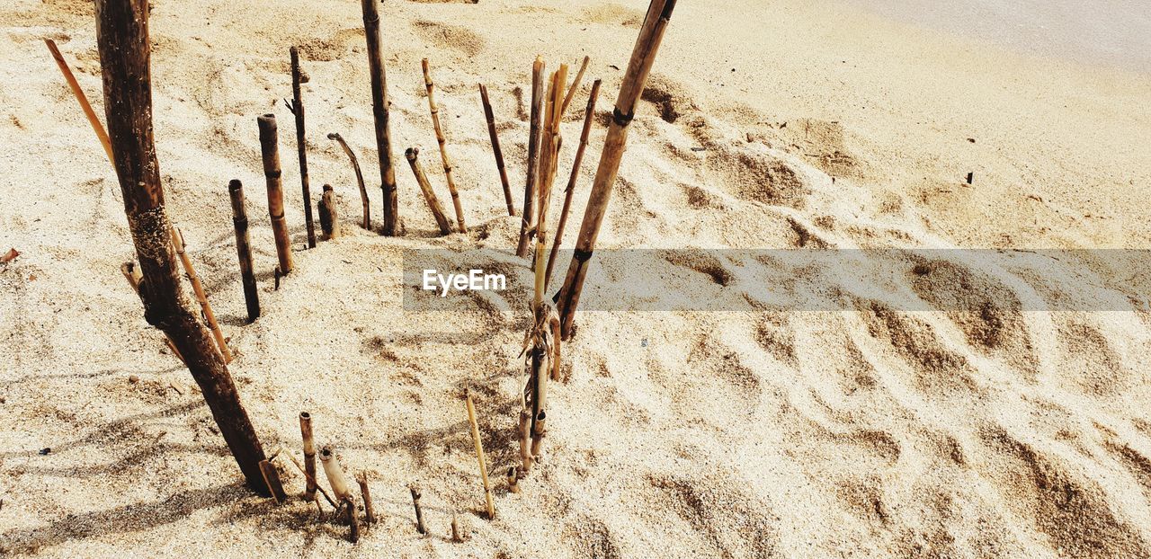 HIGH ANGLE VIEW OF PLANTS ON SAND