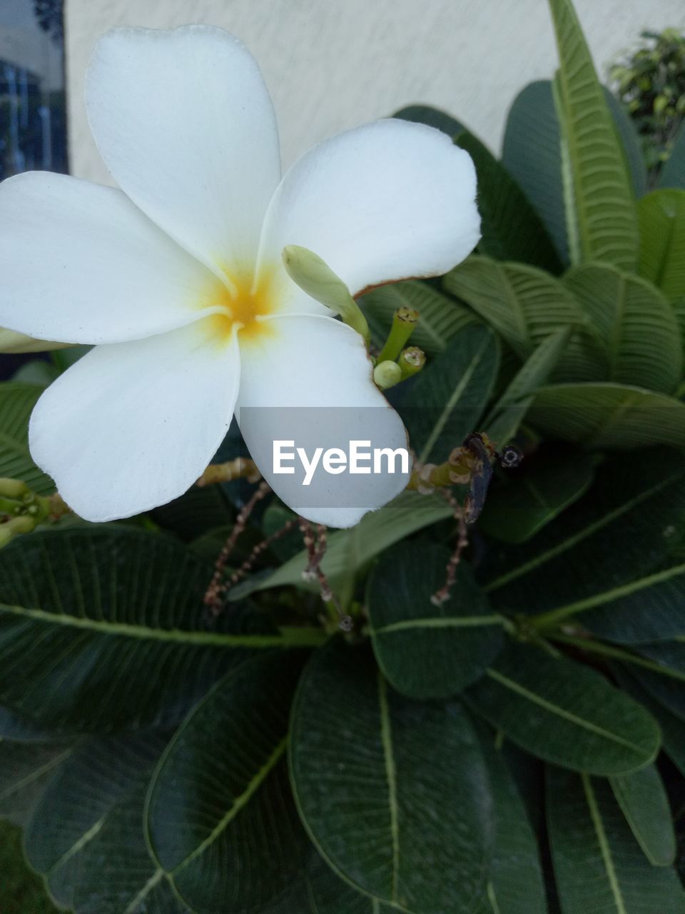 CLOSE-UP OF WHITE FLOWER