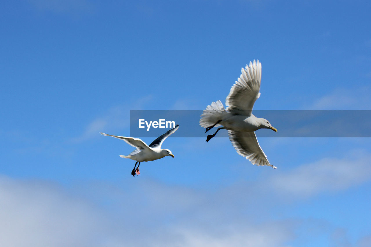 LOW ANGLE VIEW OF SEAGULL FLYING