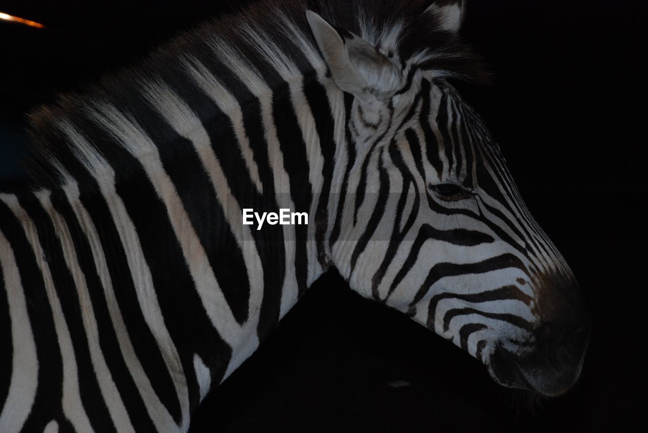 CLOSE-UP OF ZEBRA AGAINST BLACK