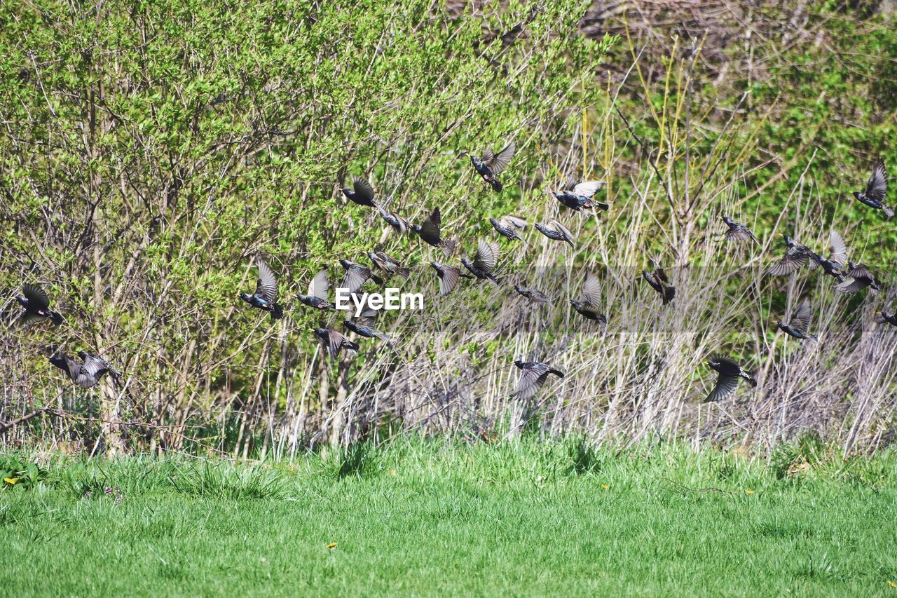 BIRDS PERCHING ON GRASS