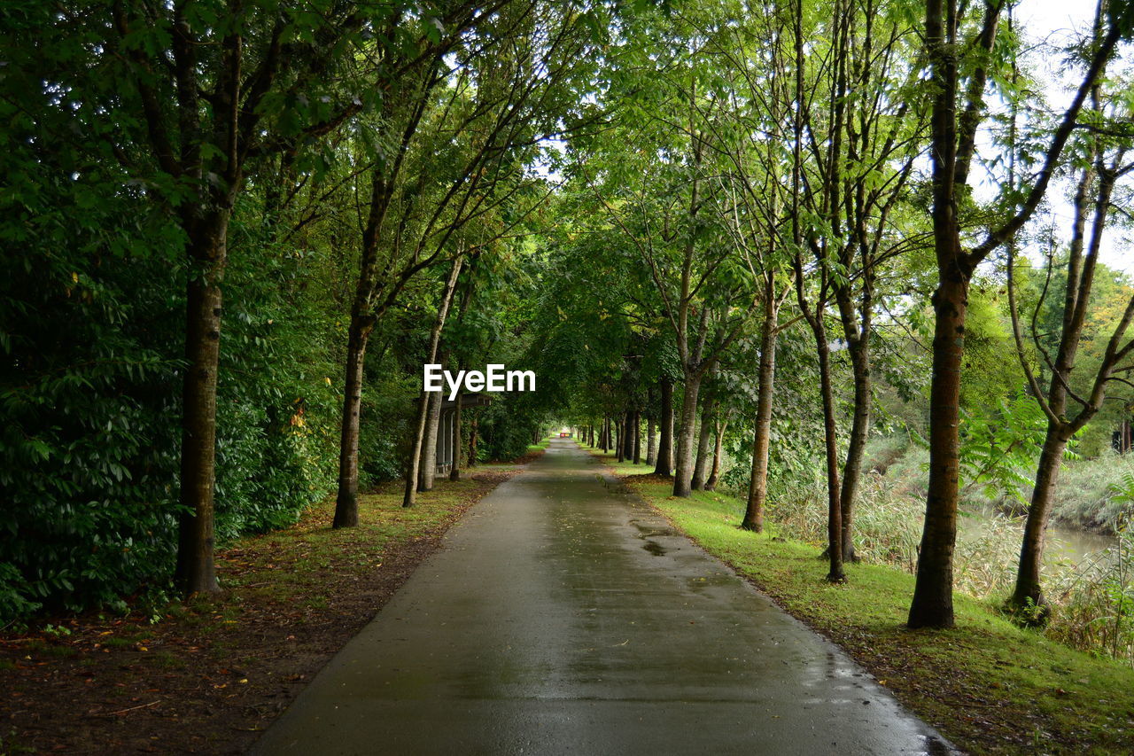 ROAD AMIDST TREES