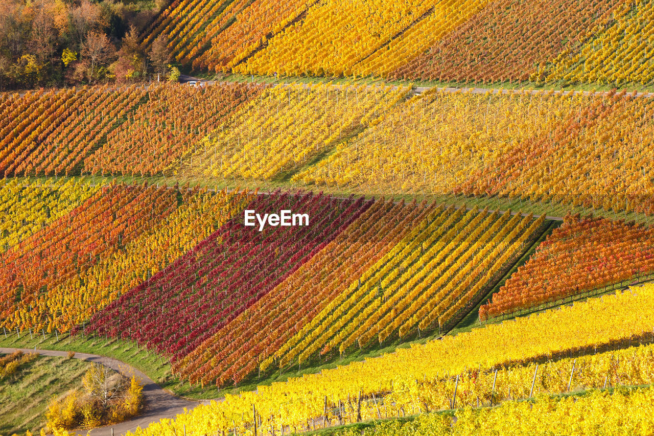 HIGH ANGLE VIEW OF VINEYARD AND YELLOW LAND