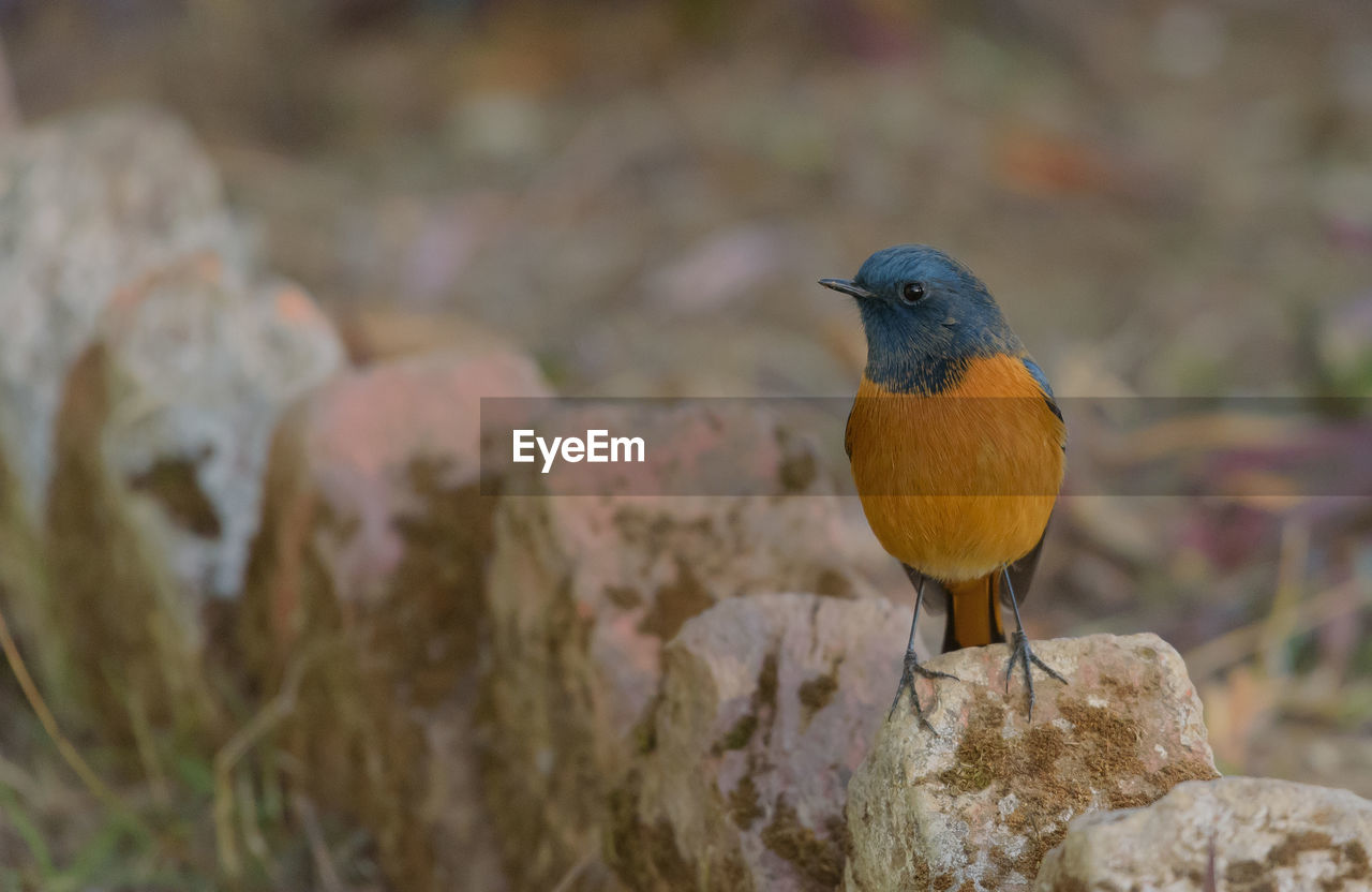 animal themes, animal, bird, animal wildlife, wildlife, nature, one animal, rock, robin, perching, no people, beak, focus on foreground, outdoors, day, full length, close-up