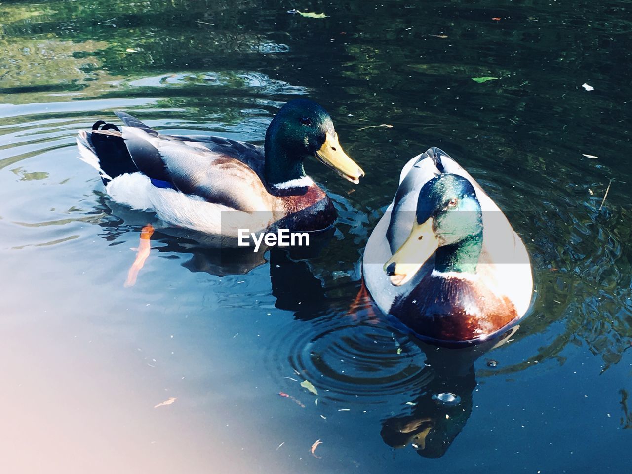 HIGH ANGLE VIEW OF DUCK SWIMMING IN LAKE