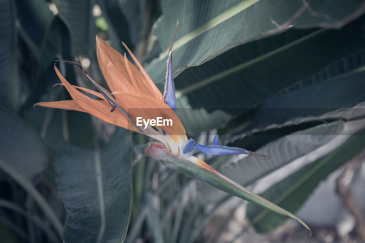 Close-up of red flowering plant