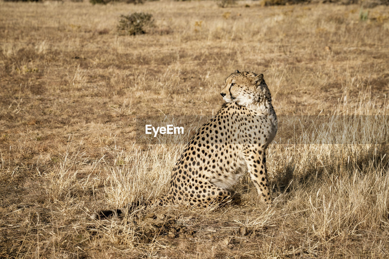 VIEW OF A CAT LOOKING AWAY ON FIELD