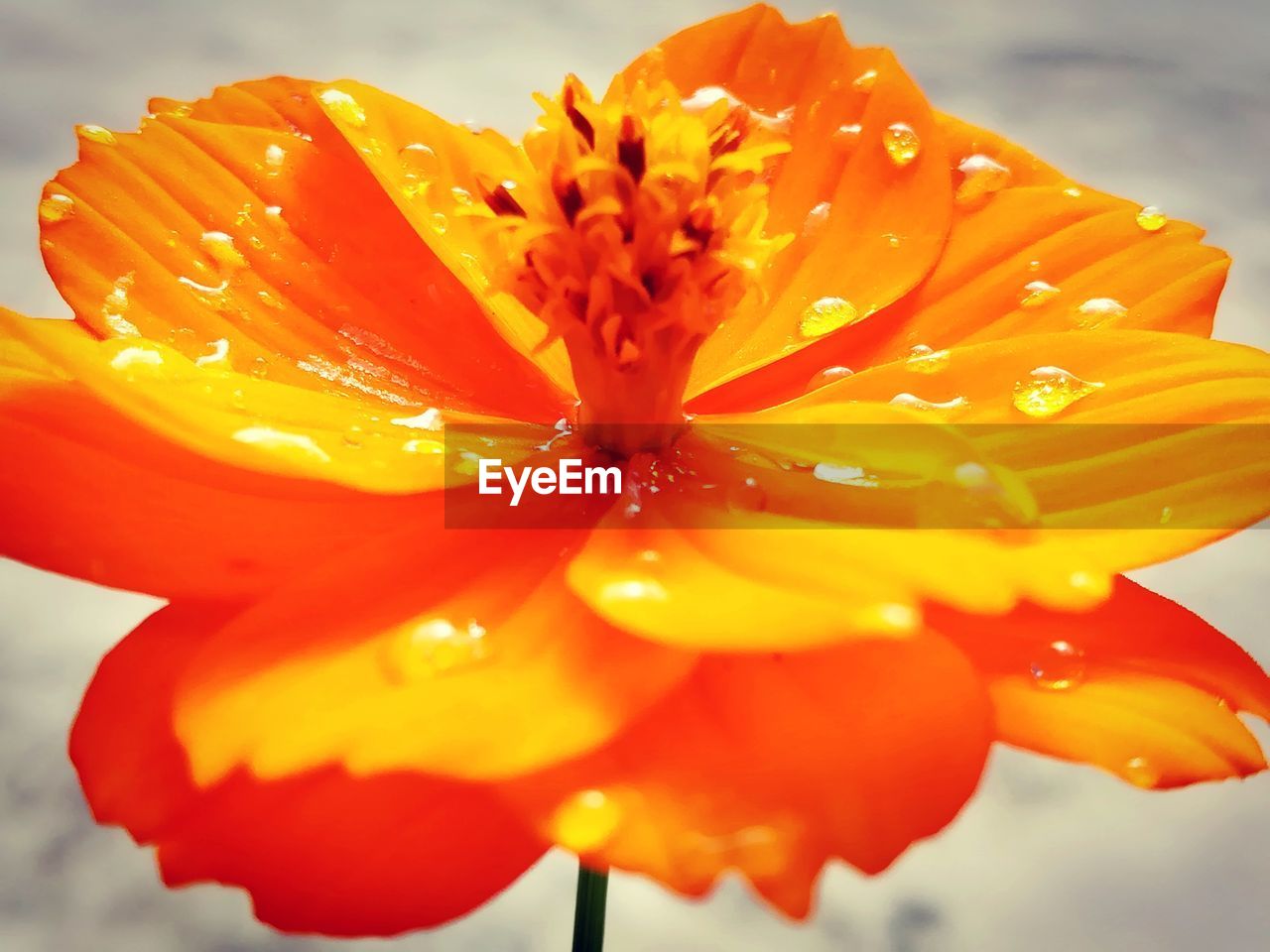 Close-up of water drops on orange flower against sky