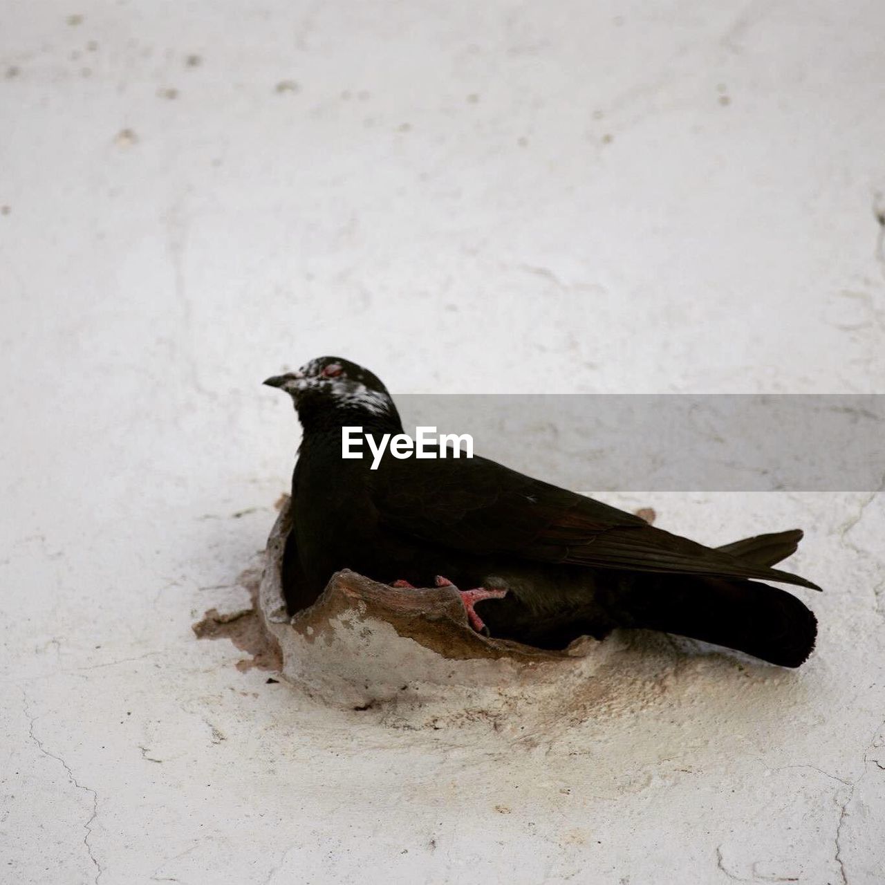 Low angle view of black bird on wall