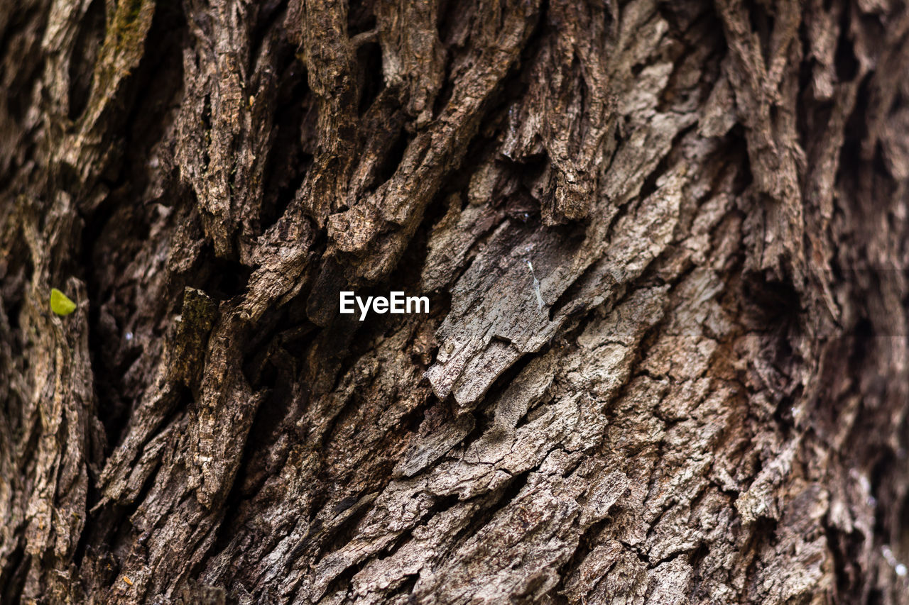 FULL FRAME SHOT OF TREE TRUNK
