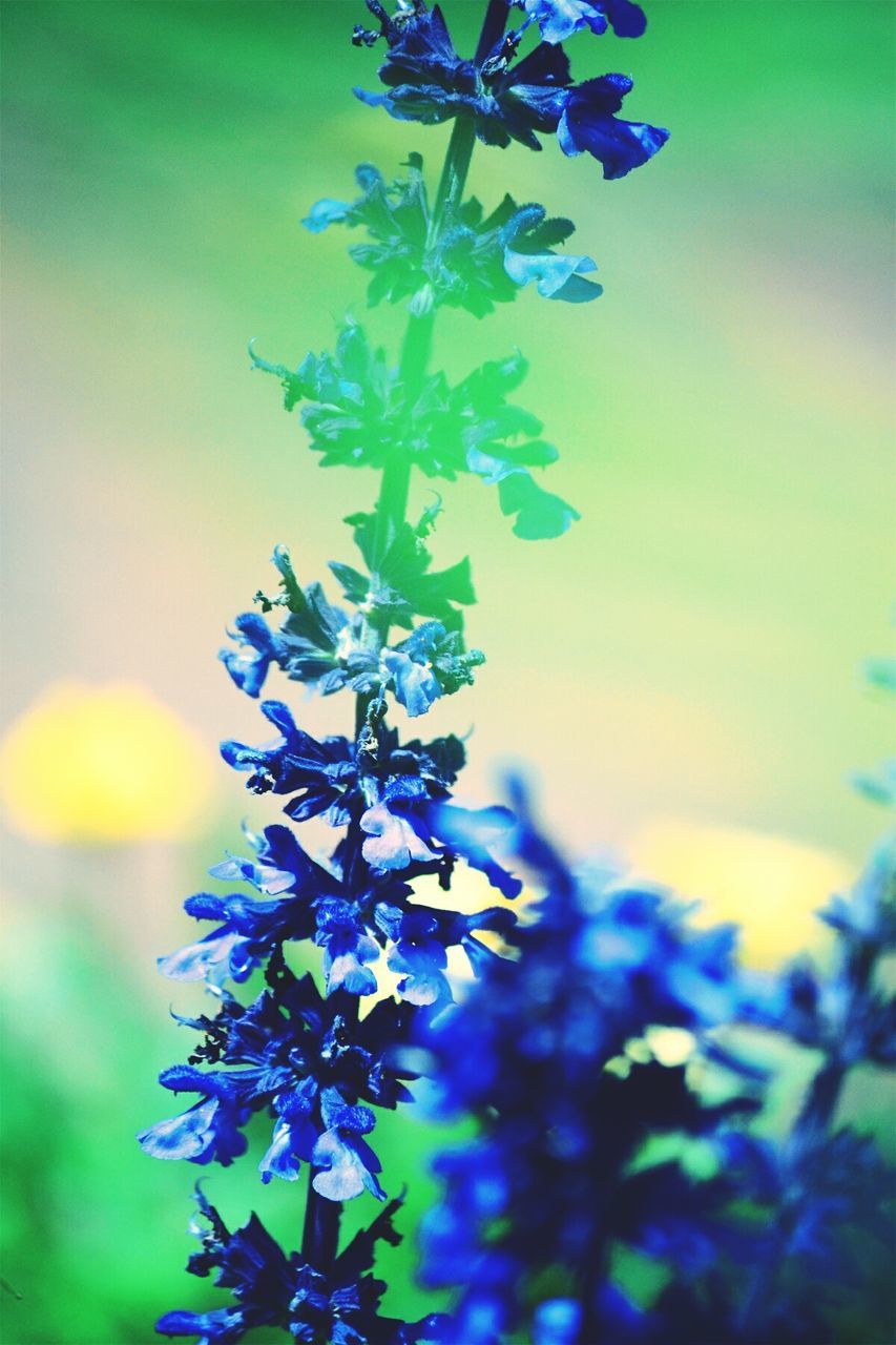 CLOSE-UP OF PURPLE FLOWERS BLOOMING OUTDOORS