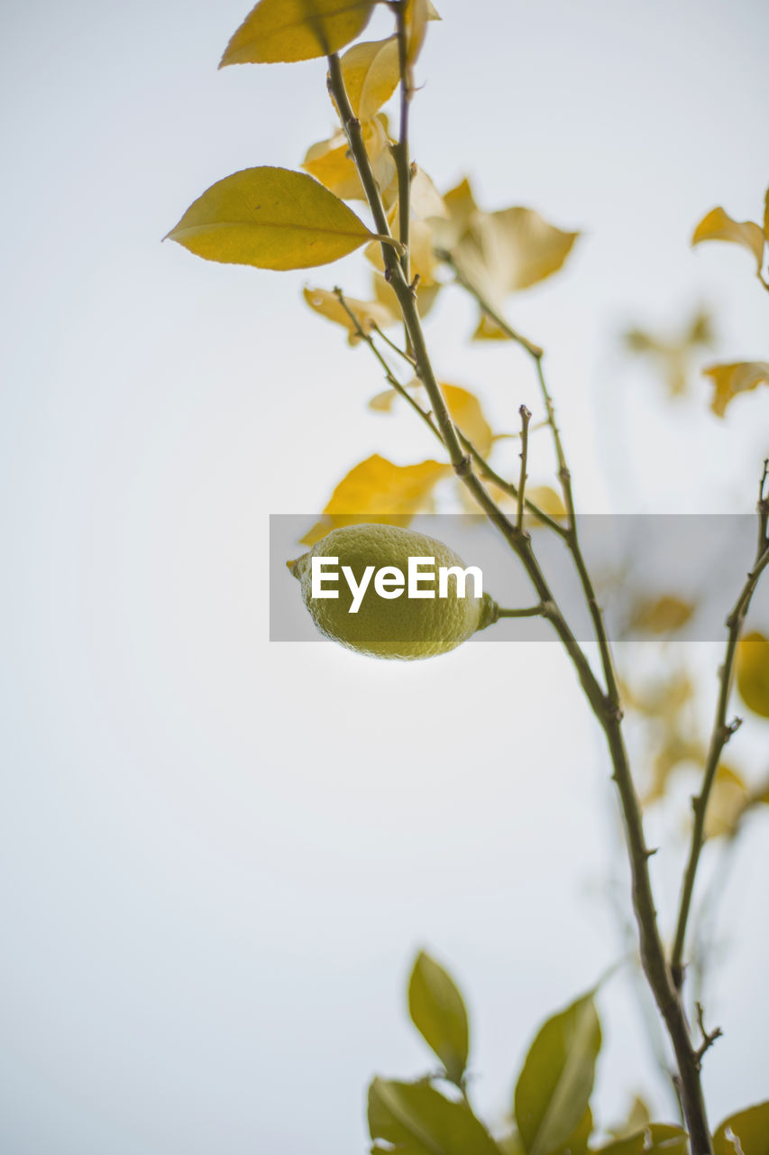 Close-up of lemon growing on tree