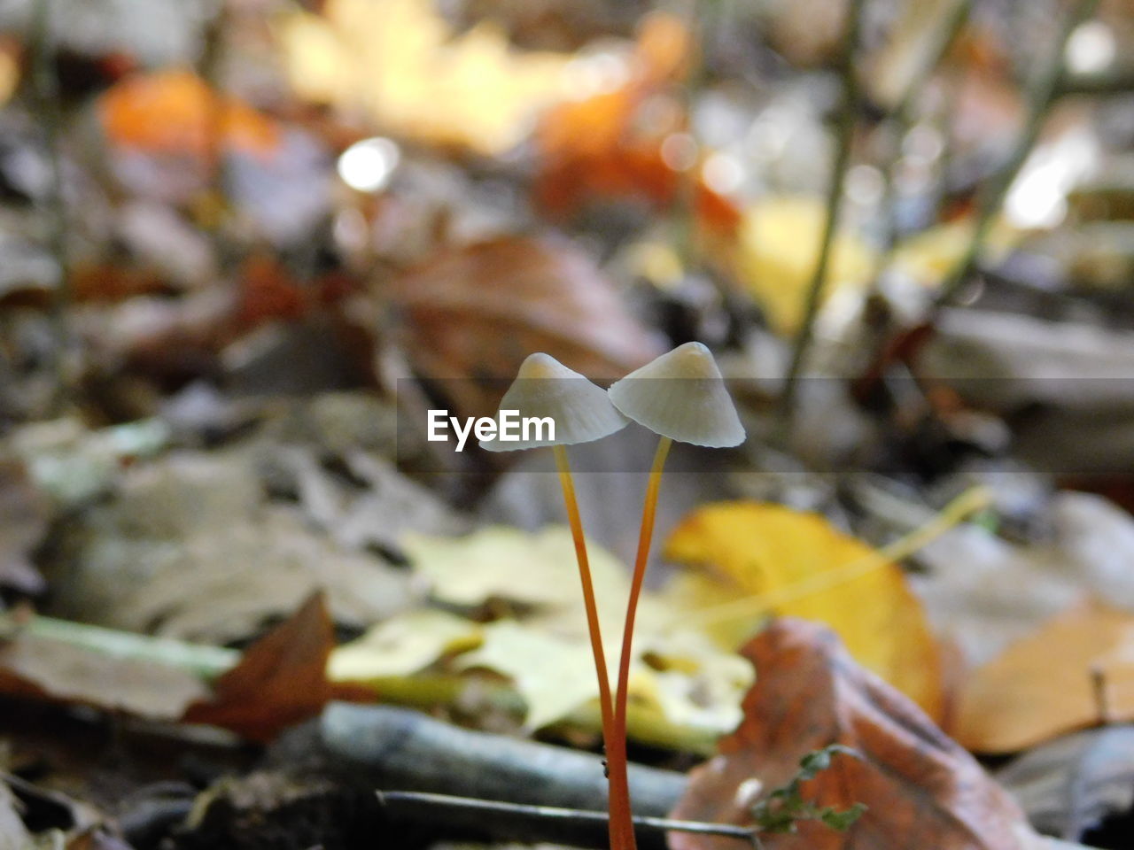 CLOSE-UP OF WHITE MUSHROOM GROWING IN GARDEN