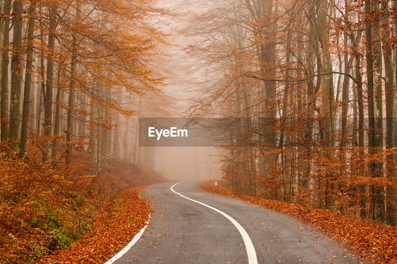 Road amidst trees in forest during autumn