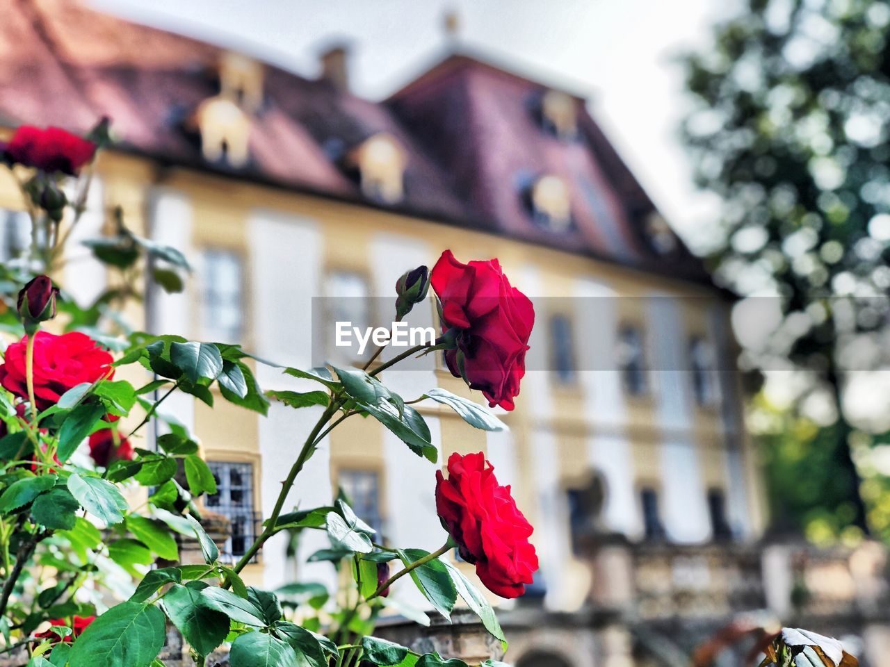 Low angle view of pink rose on plant against building