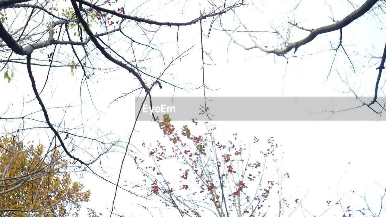 CLOSE-UP LOW ANGLE VIEW OF FLOWER TREE AGAINST SKY