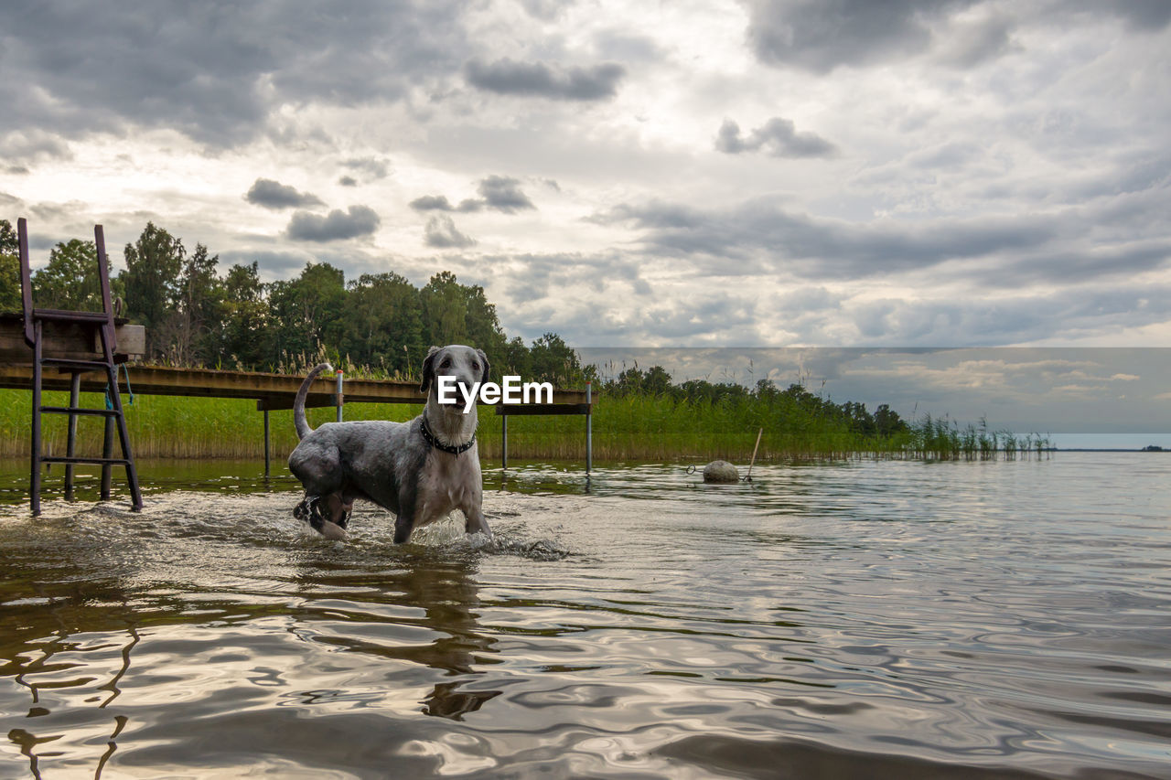 DOG STANDING ON LAKE AGAINST SKY