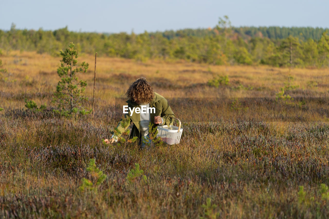 Young woman in trendy trench picking berries on autumn swamp holding white basket with cranberries