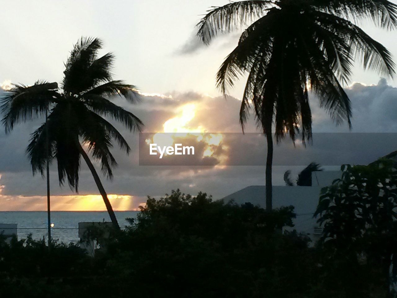 PALM TREES BY SEA AGAINST SKY